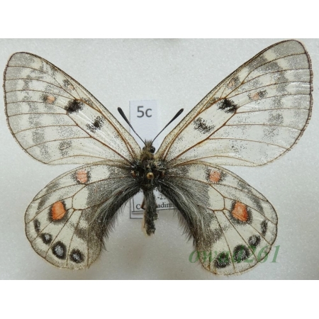 Parnassius cephalus cephalus (Grum-Grshimailo, 1891) female China5c